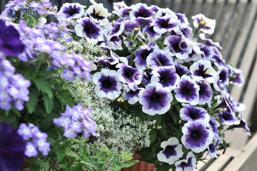 Petúnie 'Plus Purple Halo' - Petunia hybrida 'Plus Purple Halo'