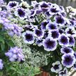 Petúnie 'Plus Purple Halo' - Petunia hybrida 'Plus Purple Halo'