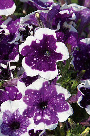 Petúnie 'Surprise Sparkling Purple' - Petunia hybrida 'Surprise Sparkling Purple'