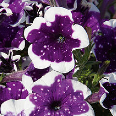 Petúnie 'Surprise Sparkling Purple' - Petunia hybrida 'Surprise Sparkling Purple'