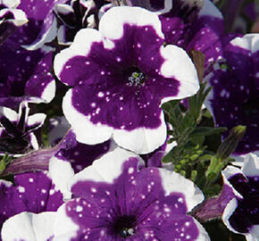 Petúnie 'Surprise Sparkling Purple' - Petunia hybrida 'Surprise Sparkling Purple'