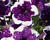 Petúnie 'Surprise Sparkling Purple'