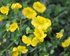 Mekardonie 'Aurita'