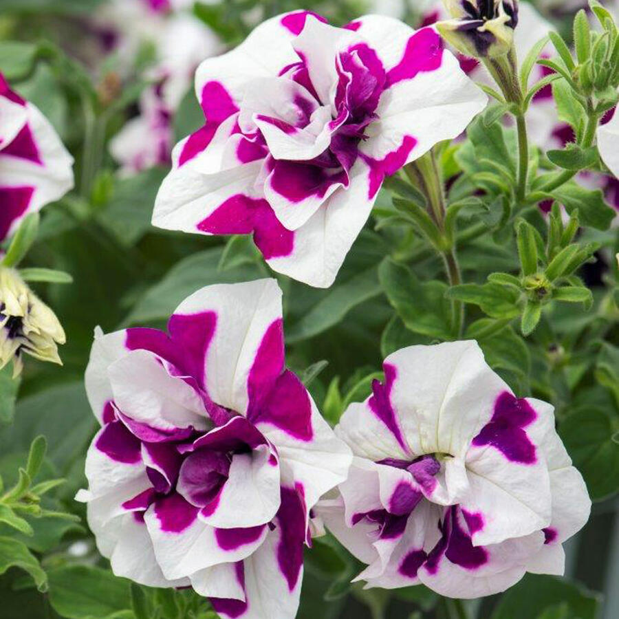 Petúnie 'Tumbelina Damson Ripple' - Petunia hybrida Pegasus 'Tumbelina Damson Ripple'