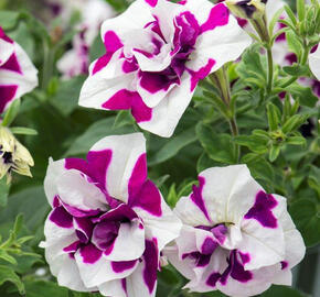 Petúnie 'Tumbelina Damson Ripple' - Petunia hybrida Pegasus 'Tumbelina Damson Ripple'