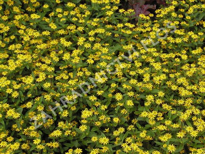 Vitálka poléhavá 'Solaris Compact' - Sanvitalia procumbens 'Solaris Compact'