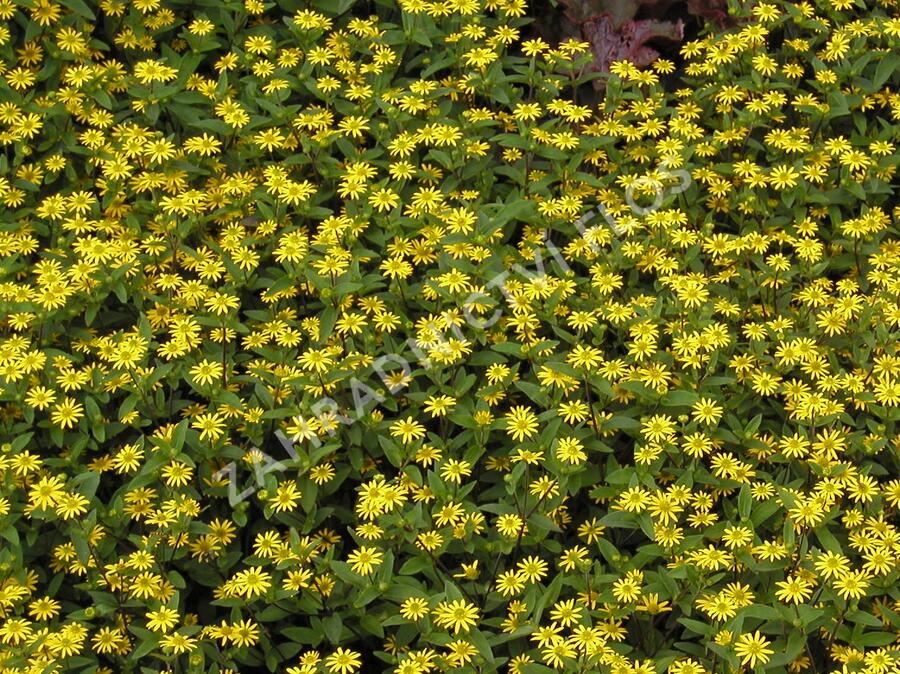 Vitálka poléhavá 'Solaris Compact' - Sanvitalia procumbens 'Solaris Compact'