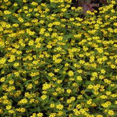 Vitálka poléhavá 'Solaris Compact' - Sanvitalia procumbens 'Solaris Compact'