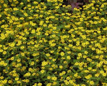 Vitálka poléhavá 'Solaris Compact'