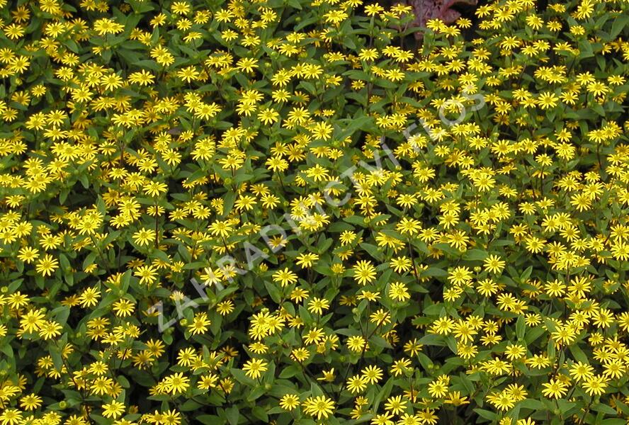 Vitálka poléhavá 'Solaris Compact' - Sanvitalia procumbens 'Solaris Compact'