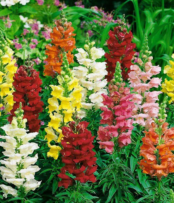 Hledík větší 'Ribaro Mix' - Antirrhinum majus 'Ribaro Mix'