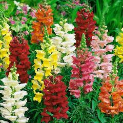 Hledík větší 'Ribaro Mix' - Antirrhinum majus 'Ribaro Mix'