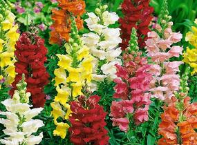 Hledík větší 'Ribaro Mix' - Antirrhinum majus 'Ribaro Mix'