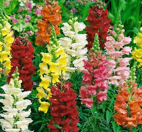 Hledík větší 'Ribaro Mix' - Antirrhinum majus 'Ribaro Mix'