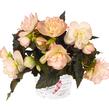 Begónie 'I'conia Miss Montreal' - Begonia 'I'conia Miss Montreal'