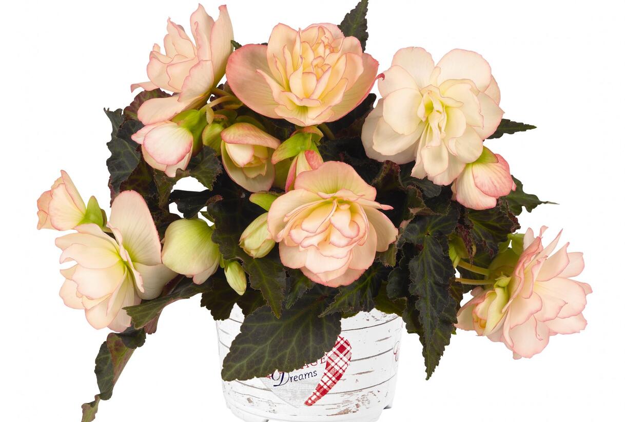 Begónie 'I'conia Miss Montreal' - Begonia 'I'conia Miss Montreal'