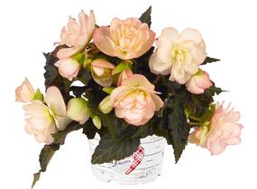 Begónie 'I'conia Miss Montreal' - Begonia 'I'conia Miss Montreal'