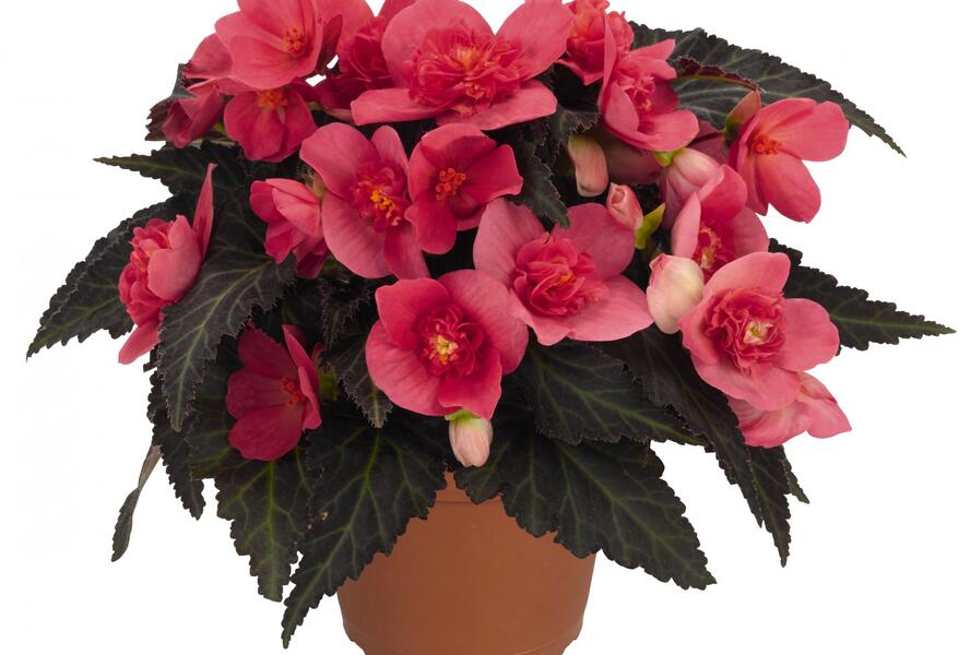 Begónie 'I'conia Portofino First Kiss' - Begonia 'I'conia Portofino First Kiss'