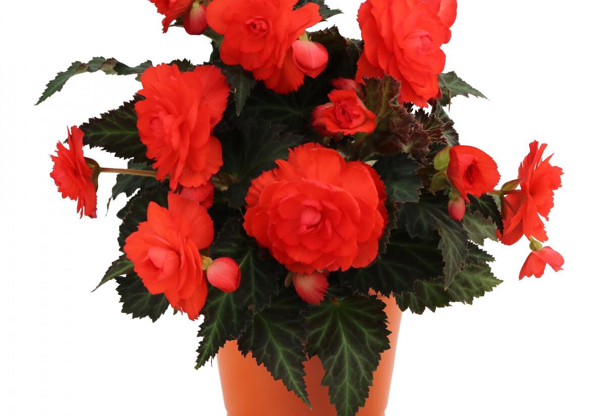 Begónie 'I'conia Portofino Coral' - Begonia 'I'conia Portofino Coral'
