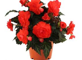 Begónie 'I'conia Portofino Coral' - Begonia 'I'conia Portofino Coral'