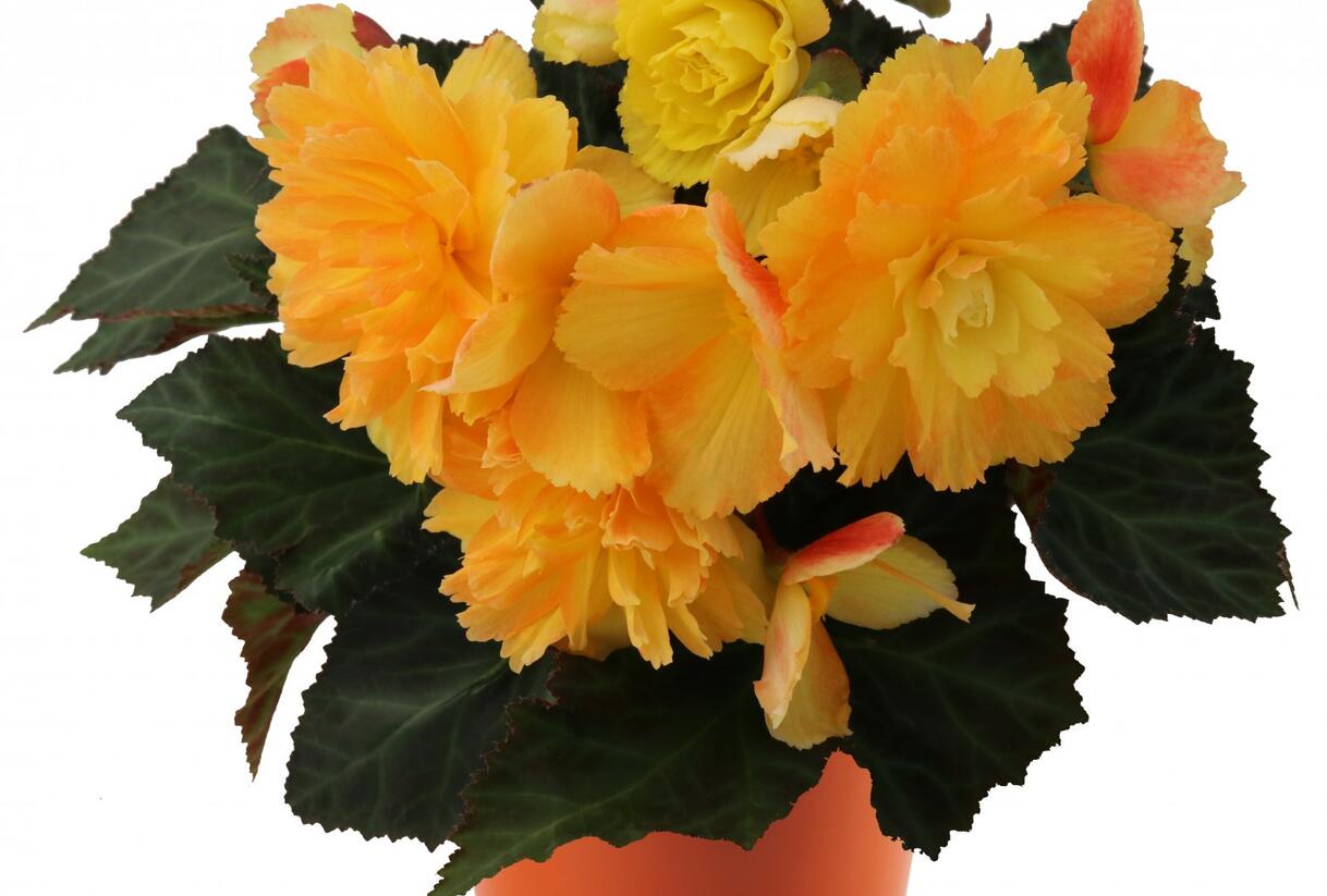 Begónie 'I'conia Portofino Citrix' - Begonia 'I'conia Portofino Citrix'