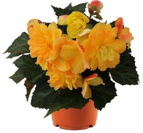 Begónie 'I'conia Portofino Citrix' - Begonia 'I'conia Portofino Citrix'