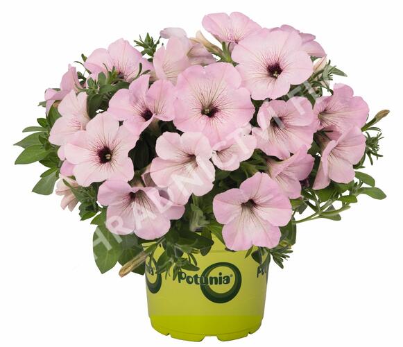 Petúnie 'Plus Vintage' - Petunia hybrida 'Plus Vintage'