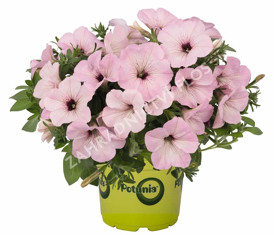 Petúnie 'Plus Vintage' - Petunia hybrida 'Plus Vintage'