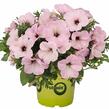 Petúnie 'Plus Vintage' - Petunia hybrida 'Plus Vintage'