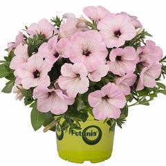 Petúnie 'Plus Vintage' - Petunia hybrida 'Plus Vintage'
