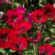 Petúnie 'Ray Bordeaux' - Petunia hybrida 'Ray Bordeaux'
