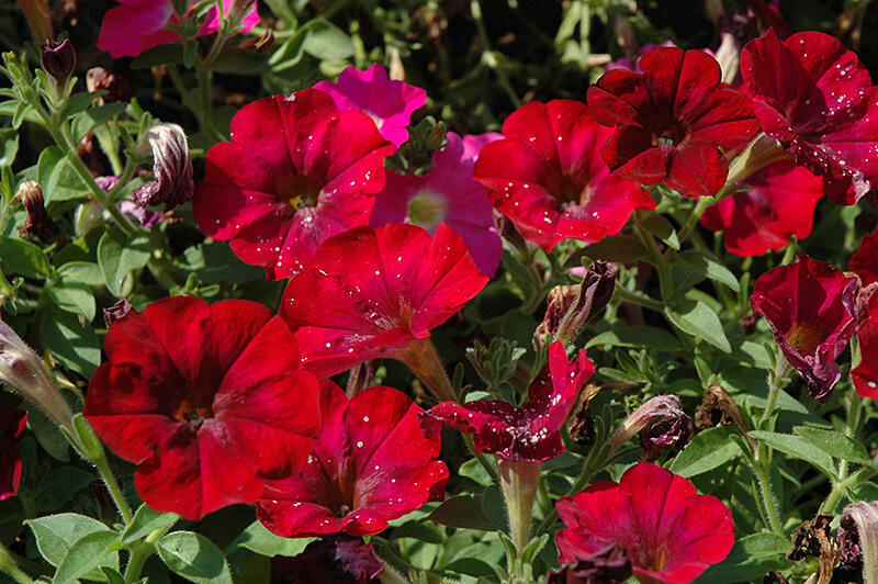 Petúnie 'Ray Bordeaux' - Petunia hybrida 'Ray Bordeaux'