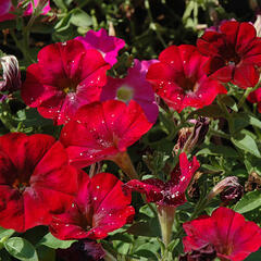 Petúnie 'Ray Bordeaux' - Petunia hybrida 'Ray Bordeaux'