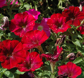 Petúnie 'Ray Bordeaux' - Petunia hybrida 'Ray Bordeaux'