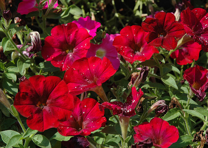 Petúnie 'Ray Bordeaux' - Petunia hybrida 'Ray Bordeaux'