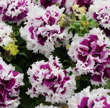Petúnie velkokvětá 'Duplika Purple Picotee' - Petunia grandiflora 'Duplika Purple Picotee'