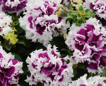 Petúnie velkokvětá 'Duplika Purple Picotee'