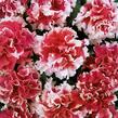 Petúnie velkokvětá 'Duplika Red Picotee' - Petunia grandiflora 'Duplika Red Picotee'