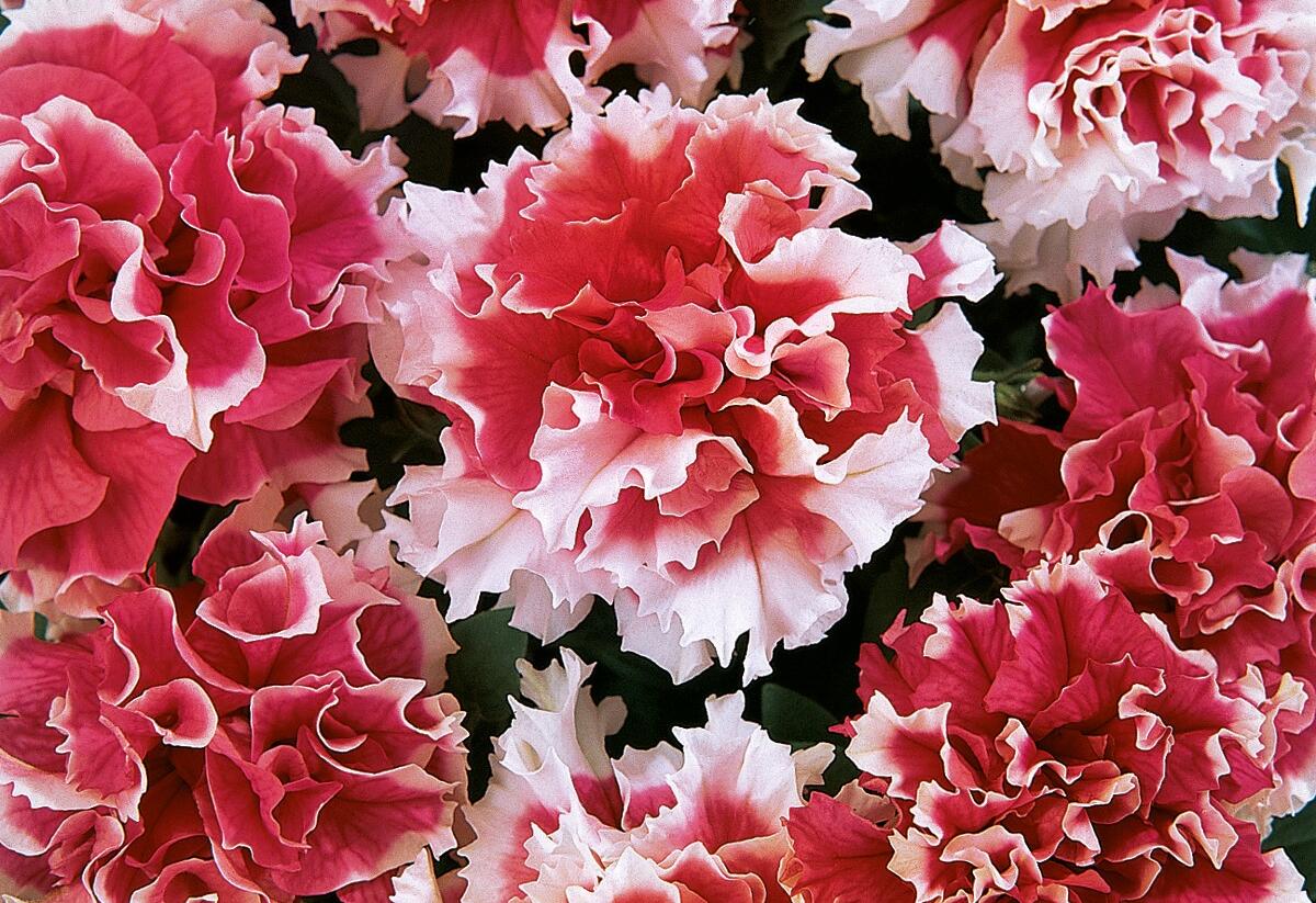 Petúnie velkokvětá 'Duplika Red Picotee' - Petunia grandiflora 'Duplika Red Picotee'