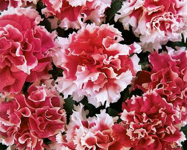 Petúnie velkokvětá 'Duplika Red Picotee'