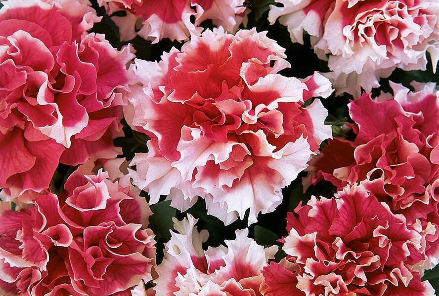 Petúnie velkokvětá 'Duplika Red Picotee' - Petunia grandiflora 'Duplika Red Picotee'
