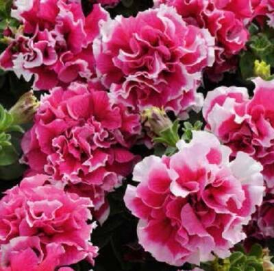 Petúnie velkokvětá 'Duplika Rose Picotee' - Petunia grandiflora 'Duplika Rose Picotee'
