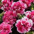 Petúnie velkokvětá 'Duplika Rose Picotee' - Petunia grandiflora 'Duplika Rose Picotee'
