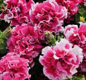 Petúnie velkokvětá 'Duplika Rose Picotee' - Petunia grandiflora 'Duplika Rose Picotee'