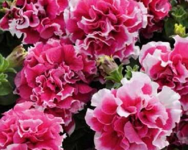 Petúnie velkokvětá 'Duplika Rose Picotee'