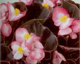 Begónie stálokvětá, ledovka, voskovka 'Marsala Bicolor'
