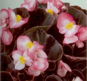 Begónie stálokvětá, ledovka, voskovka 'Marsala Bicolor' - Begonia semperflorens 'Marsala Bicolor'