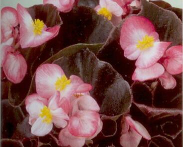 Begónie stálokvětá, ledovka, voskovka 'Marsala Bicolor'