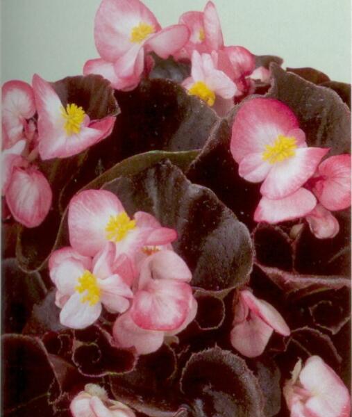 Begónie stálokvětá, ledovka, voskovka 'Marsala Bicolor' - Begonia semperflorens 'Marsala Bicolor'