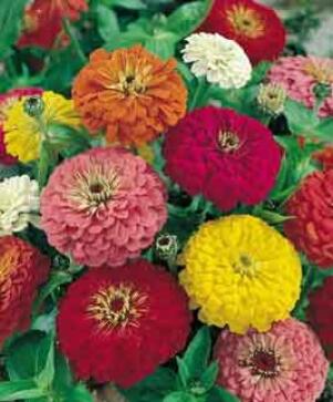 Ostálka 'Profusion Columbus Mix' - Zinnia hybrida 'Profusion Columbus Mix'